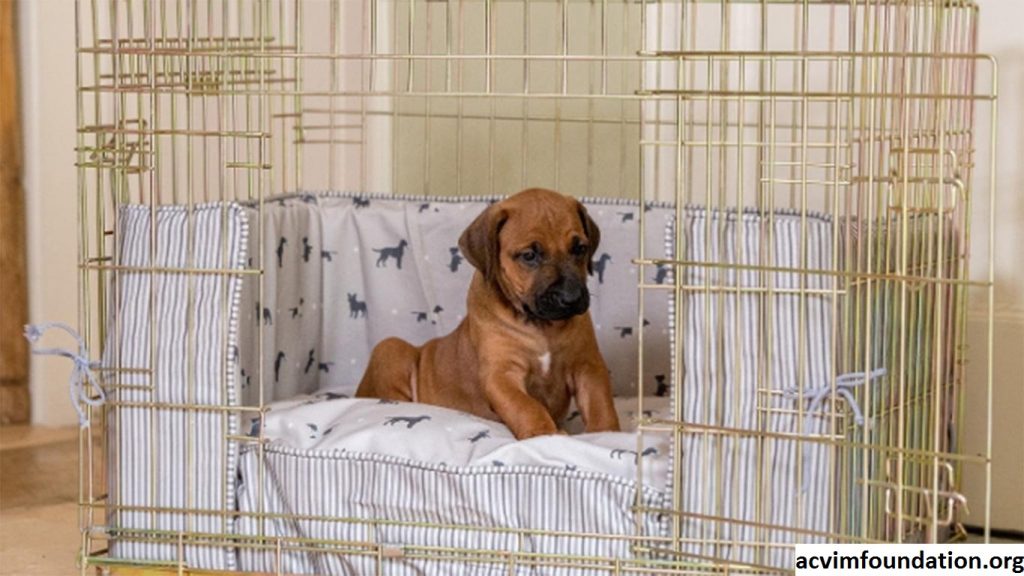 Tips Untuk Melatih Adaptasi Anjing Dengan Kandang Barunya