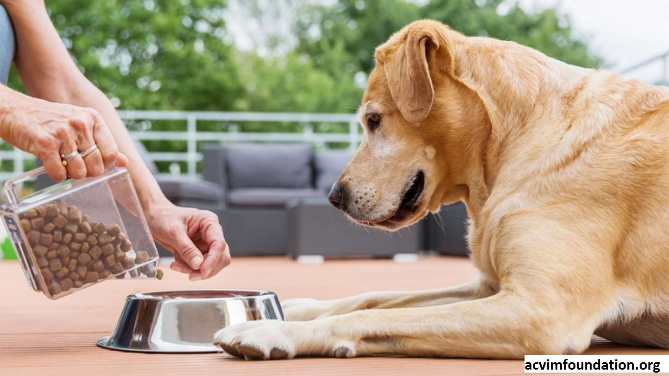 Tips Memilih Anjing dan Beberapa Makanan Terbaik Untuk Anjing