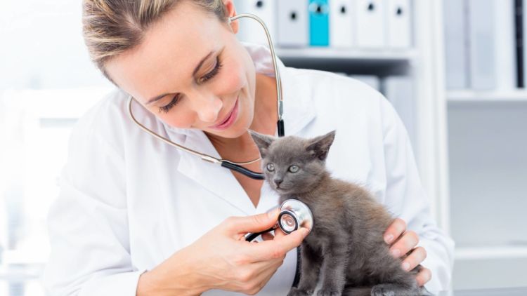 5 Cara Merawat Kucing Diare Agar Cepat Sembuh